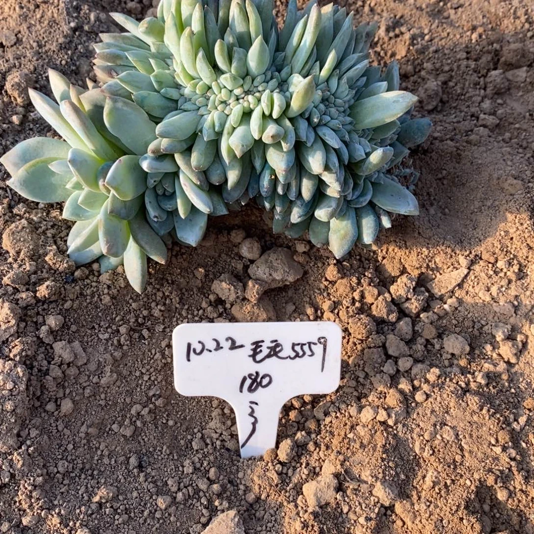 福多多花卉园艺星影