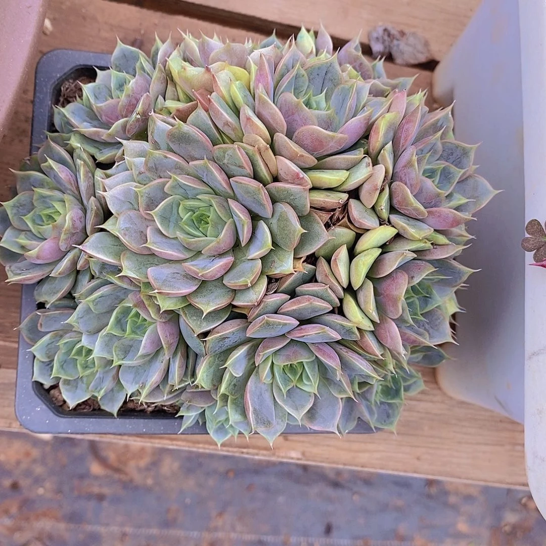多肉植物美体玫瑰