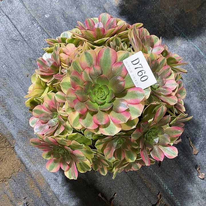 760雨荷多肉植物老桩