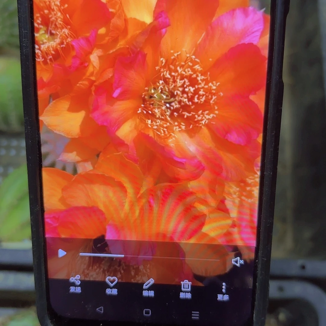 彩虹堂彩侧牙20包邮仙人球26