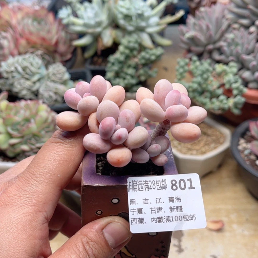【闪购商品】801桃蛋
