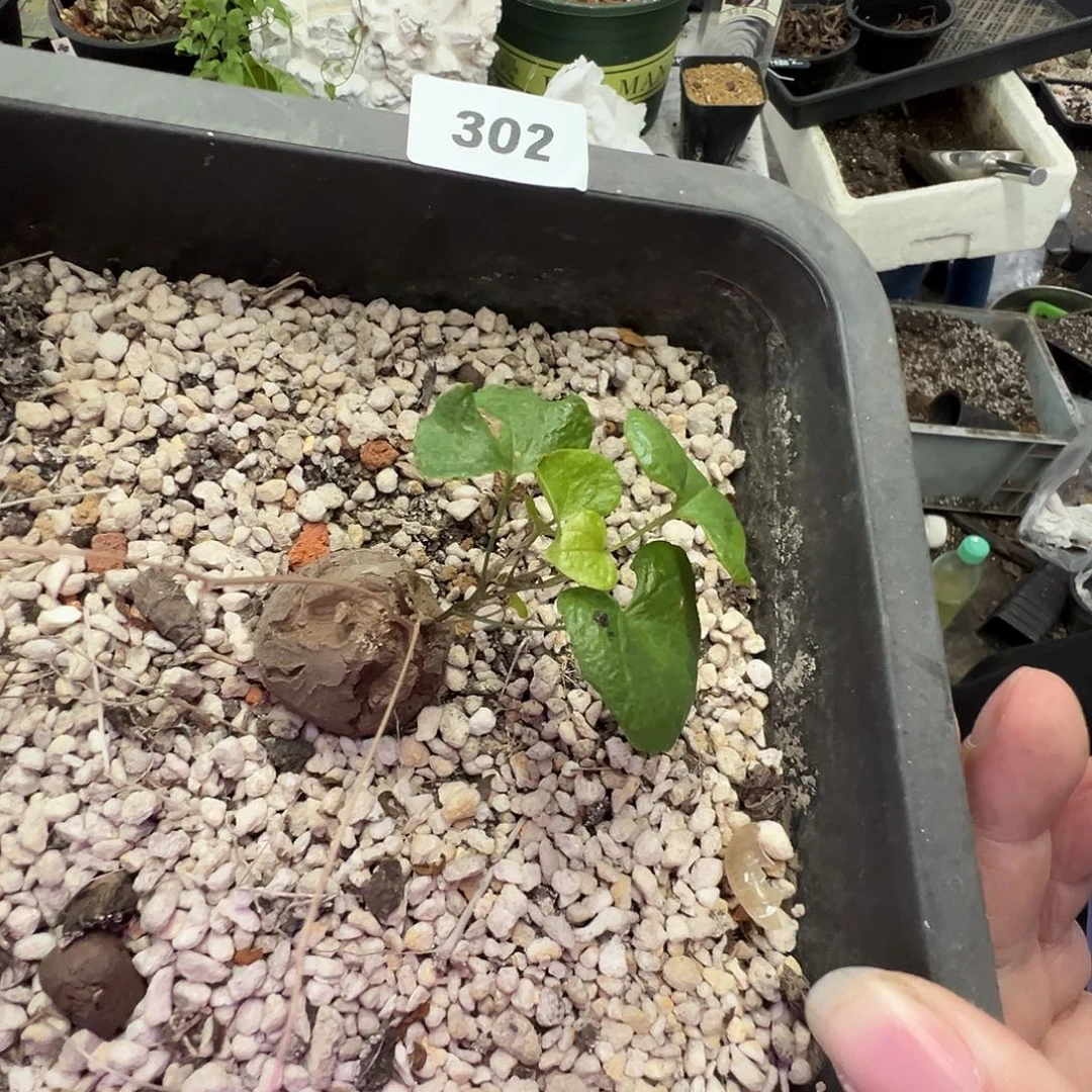 多肉植物专拍植物不退换 一物一拍 ，302
