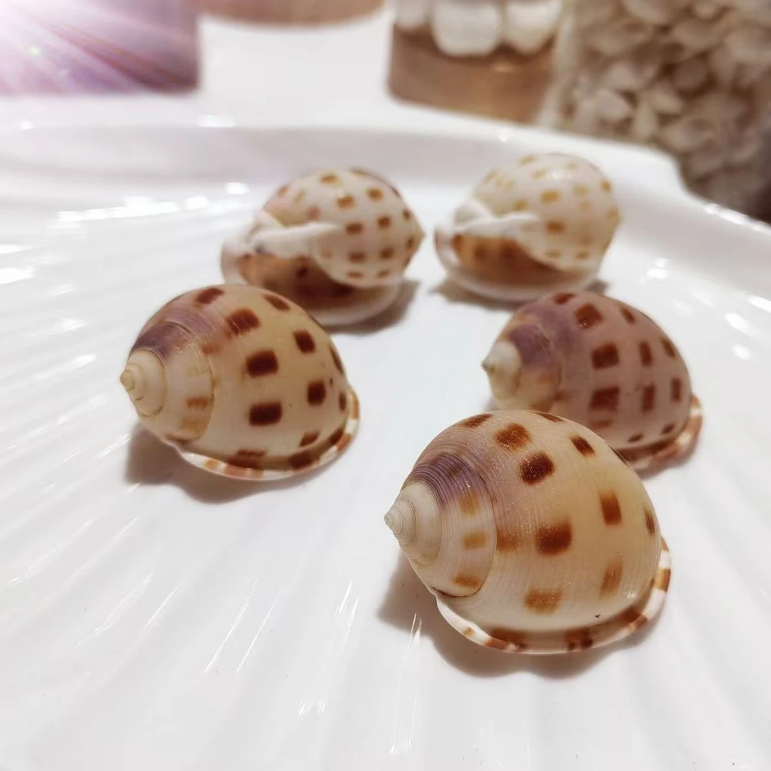 天然小花点螺 可作寄居蟹备用壳及手工diy相框材料鱼缸造景