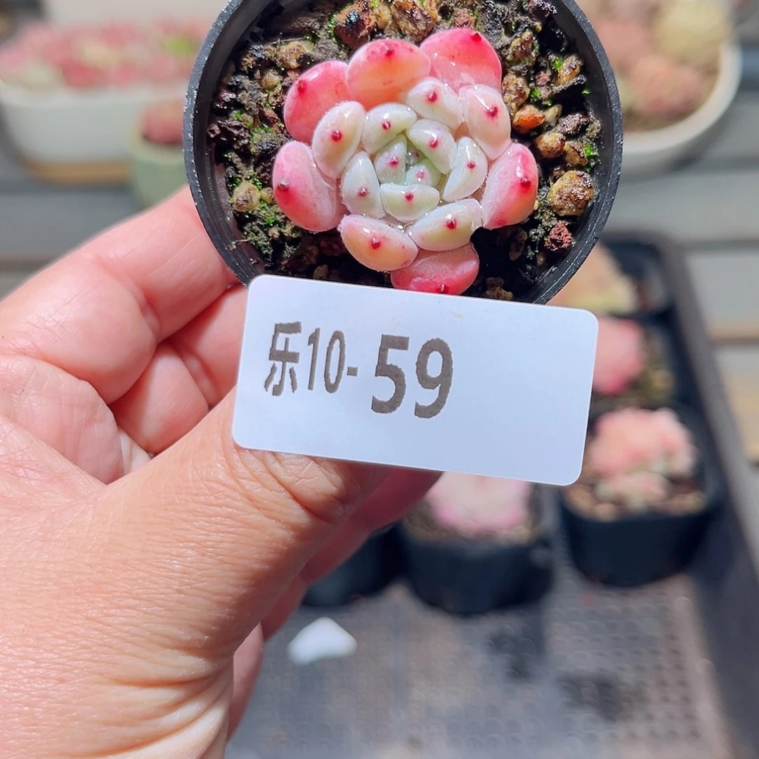 乐10-59 雪爪单头 