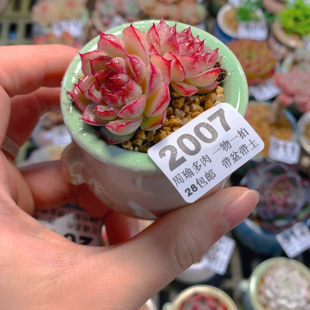 5厘米盆精控多肉2007