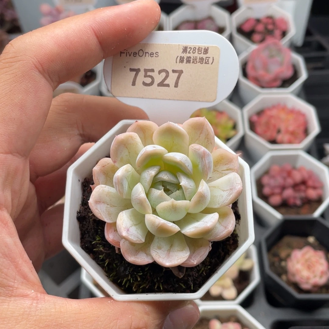 雪球7527-5.0厘米