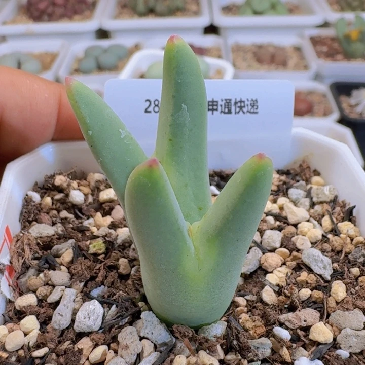 84 毛体皮卡丘。