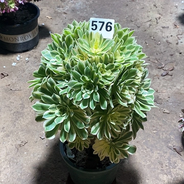 五****俗法师植物12345678