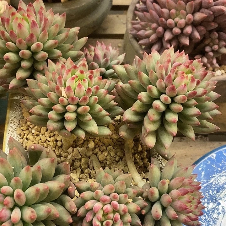 多肉植物肉肉植物