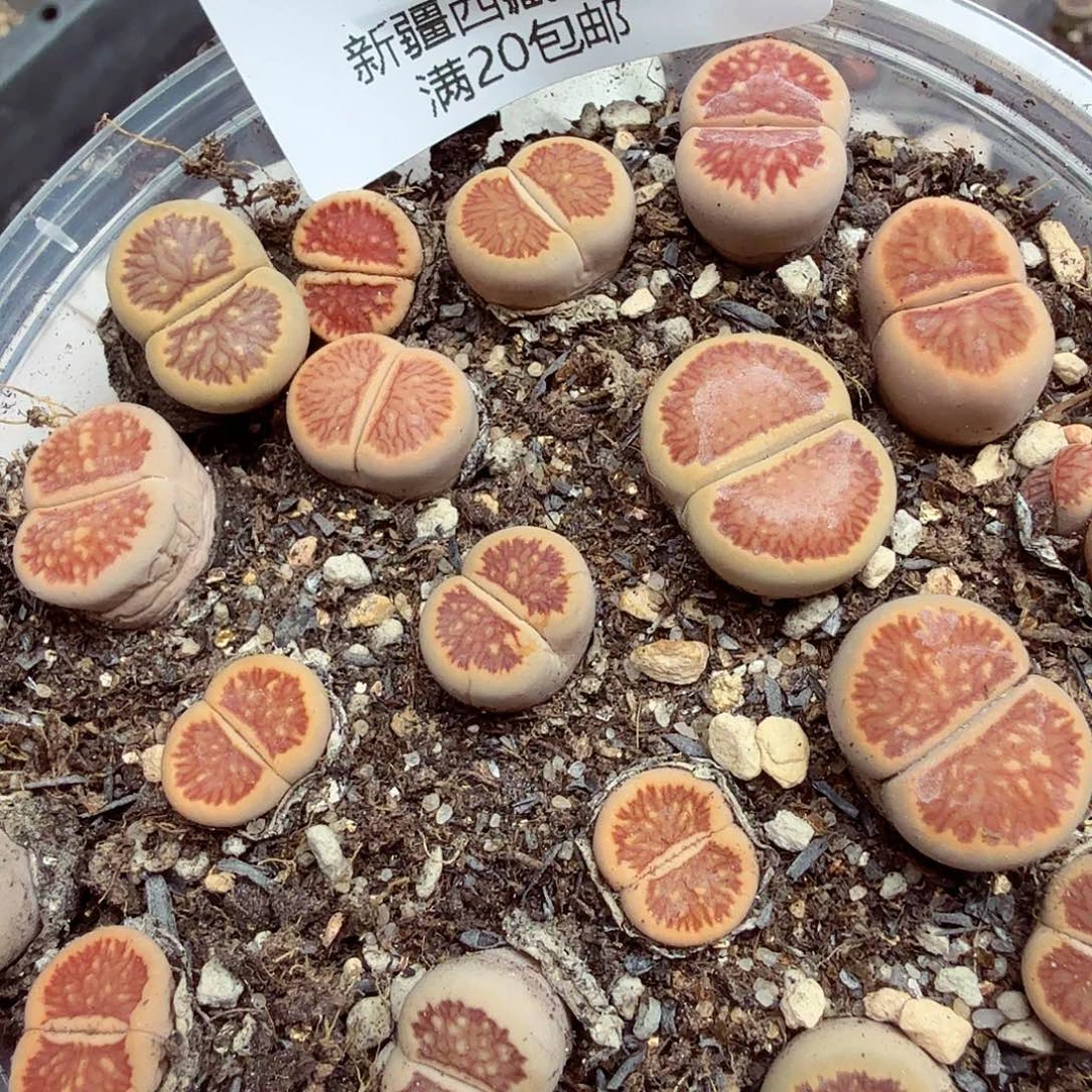 你说是谁就让我们来接530哈哈