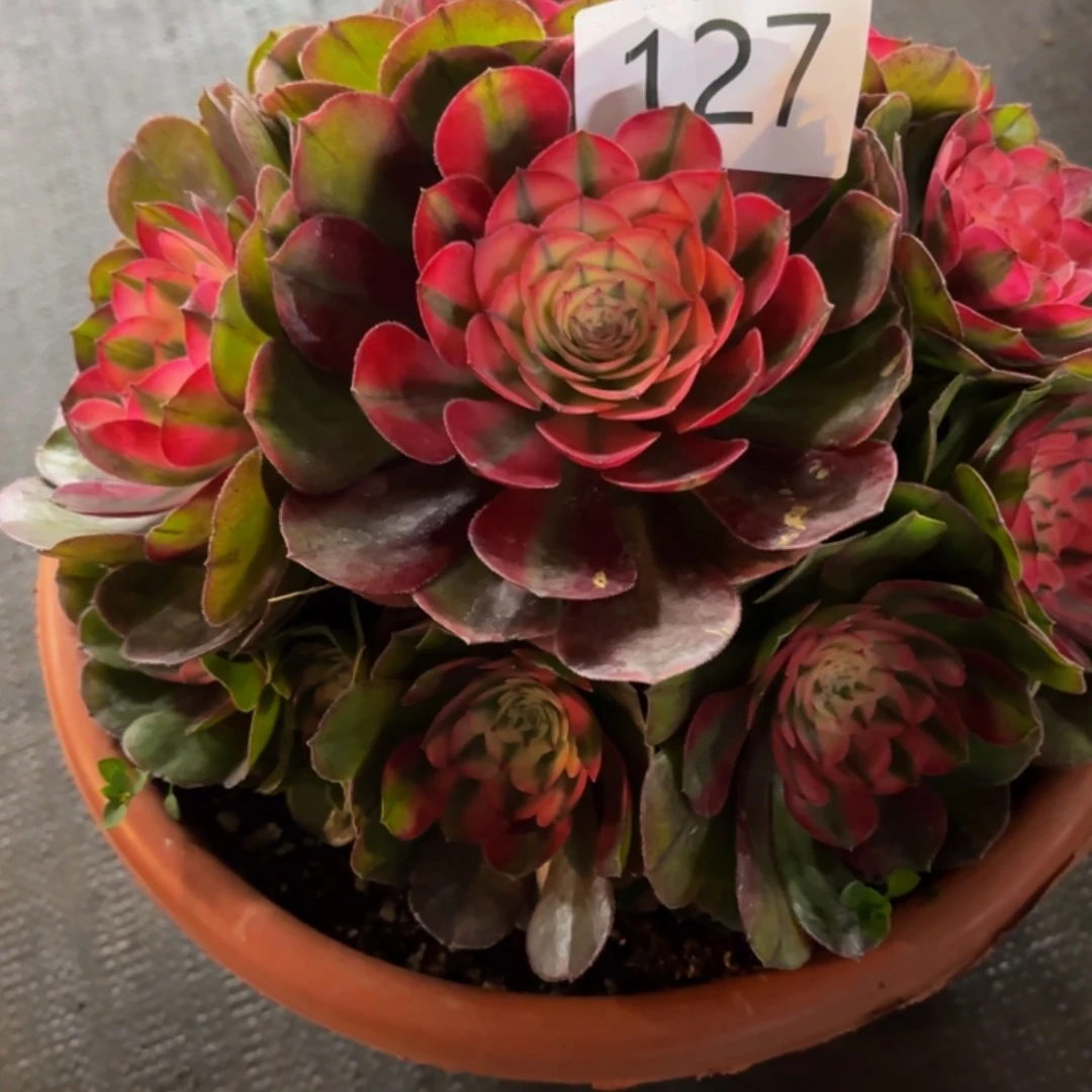 哈哈多肉葡萄福利127