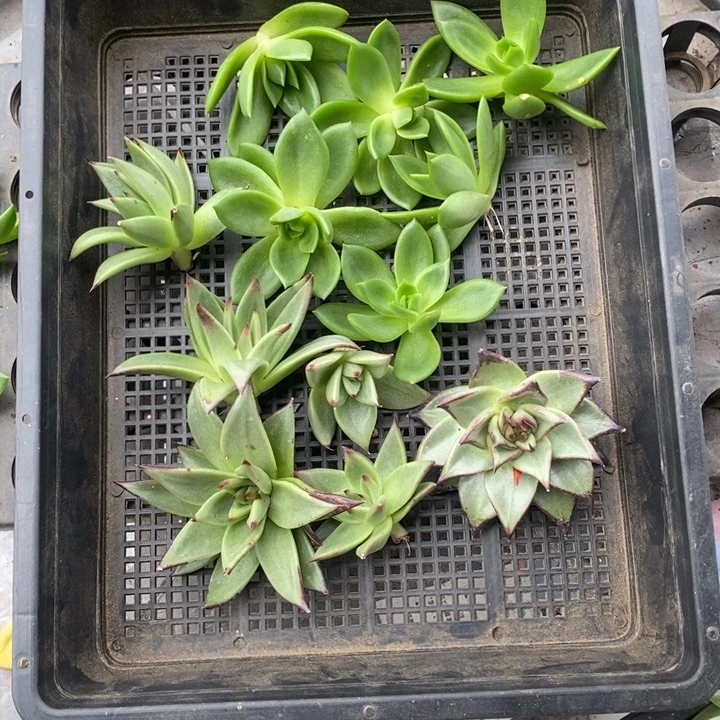 燕6颗翠花侧芽6颗乌木侧芽