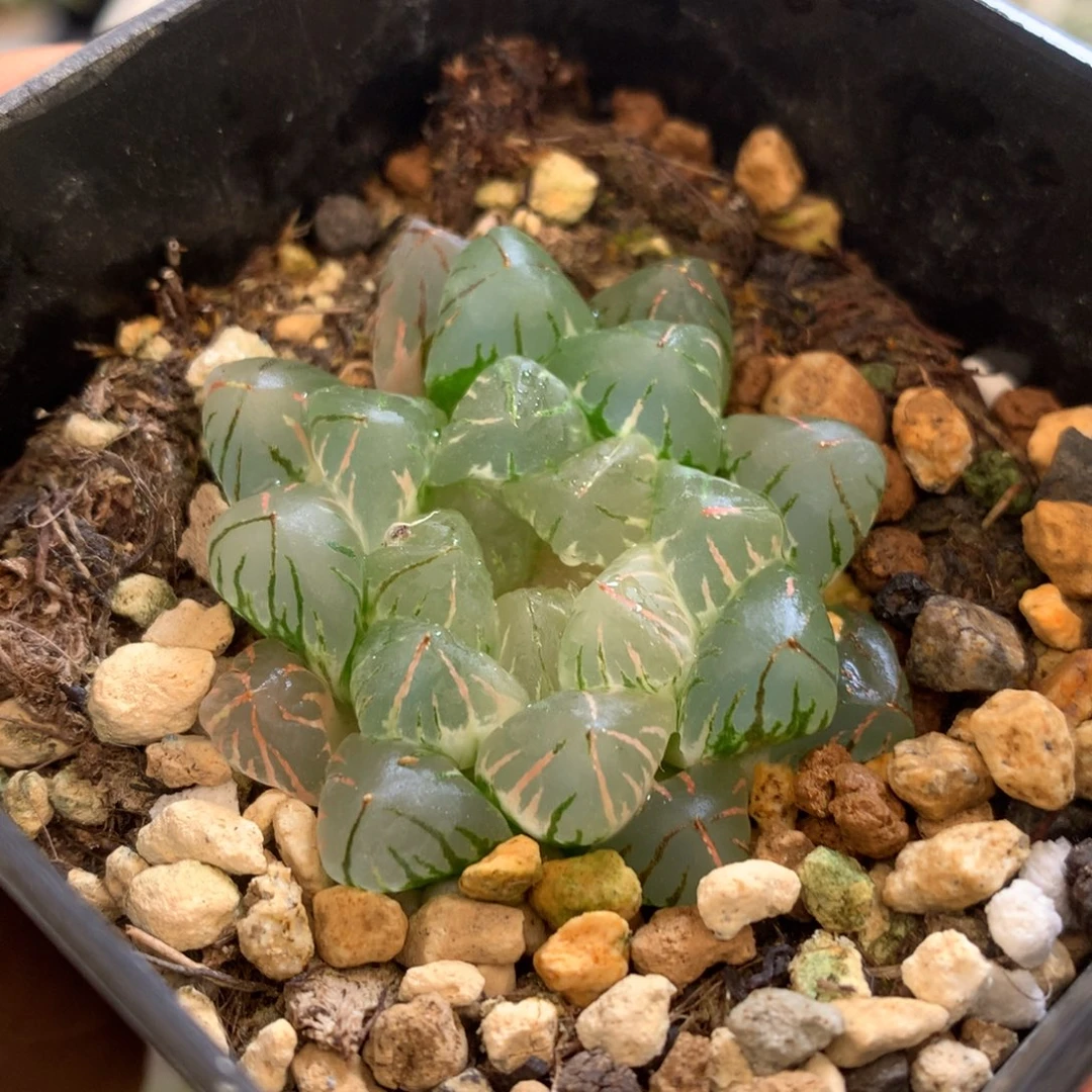 狄原玉露锦，带盆发货