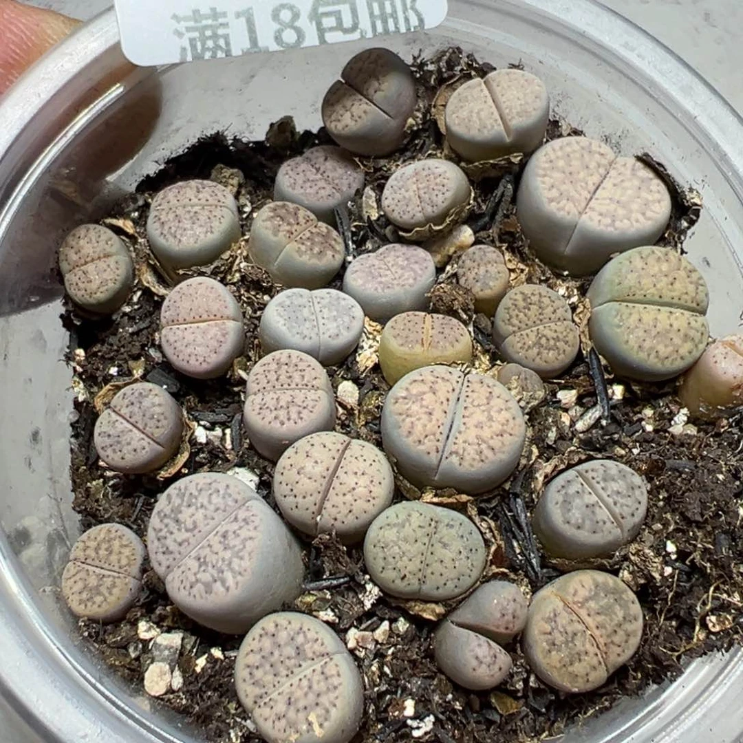 【闪购商品】 672。