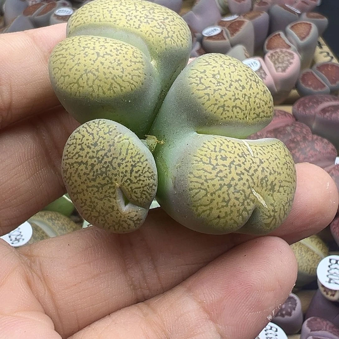 3326很好玩的一颗哦