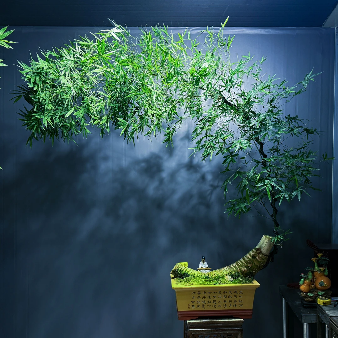 精品“月亮湾”老桩簕竹高端盆景，让您品茶休息之余也可以赏心悦目。