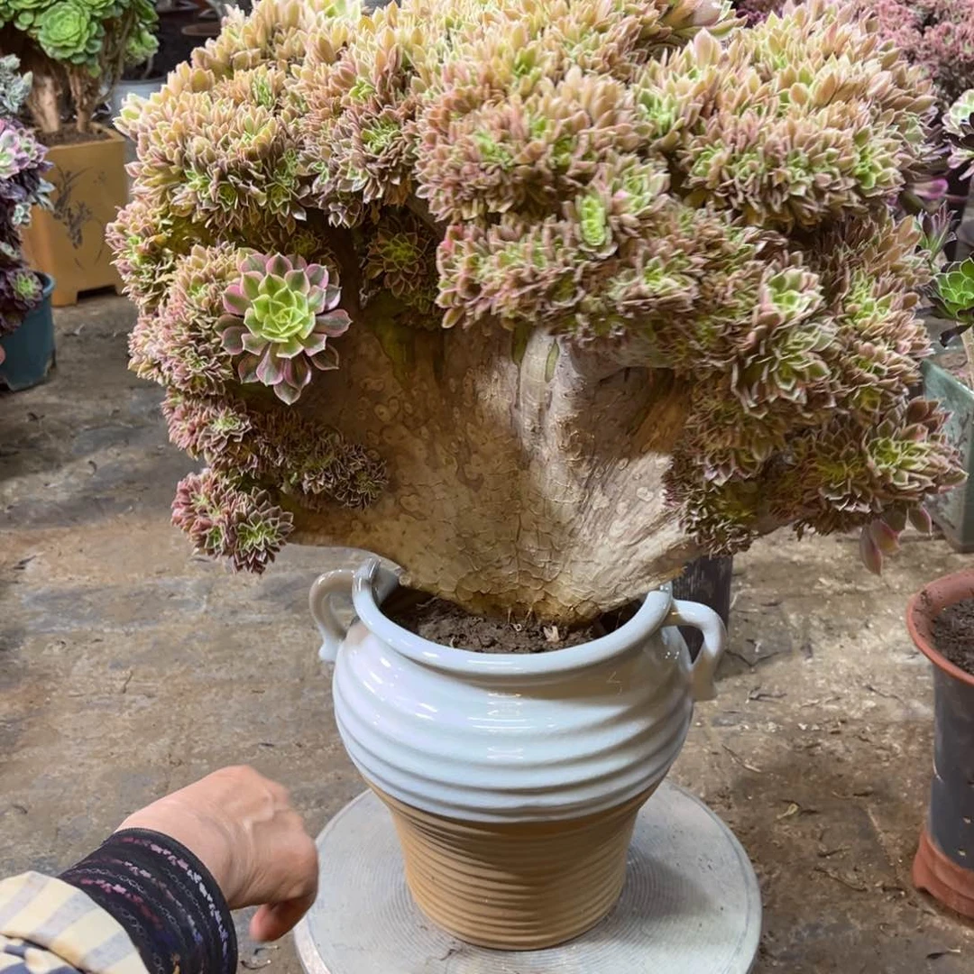 精品法师一物一拍