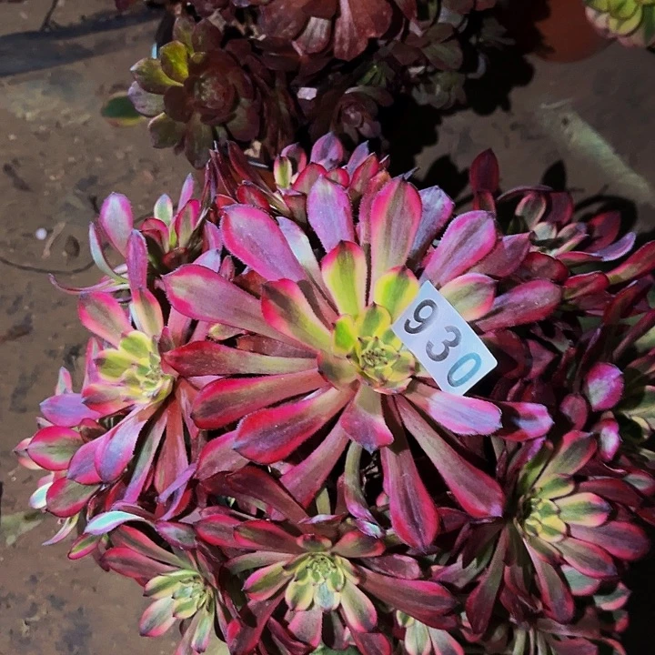 930紫嫣多肉植物处理不售后