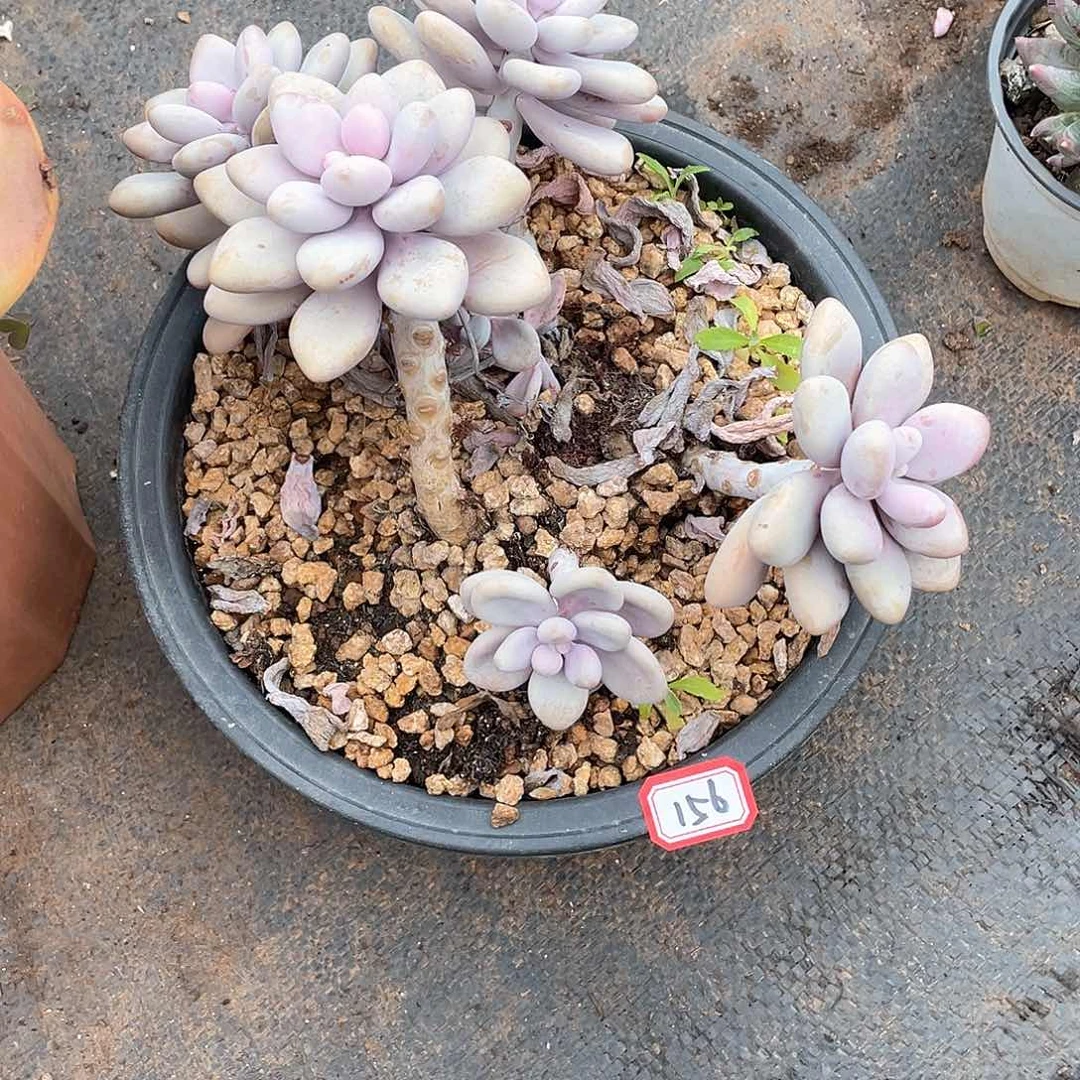 156桃蛋 一物一拍多肉