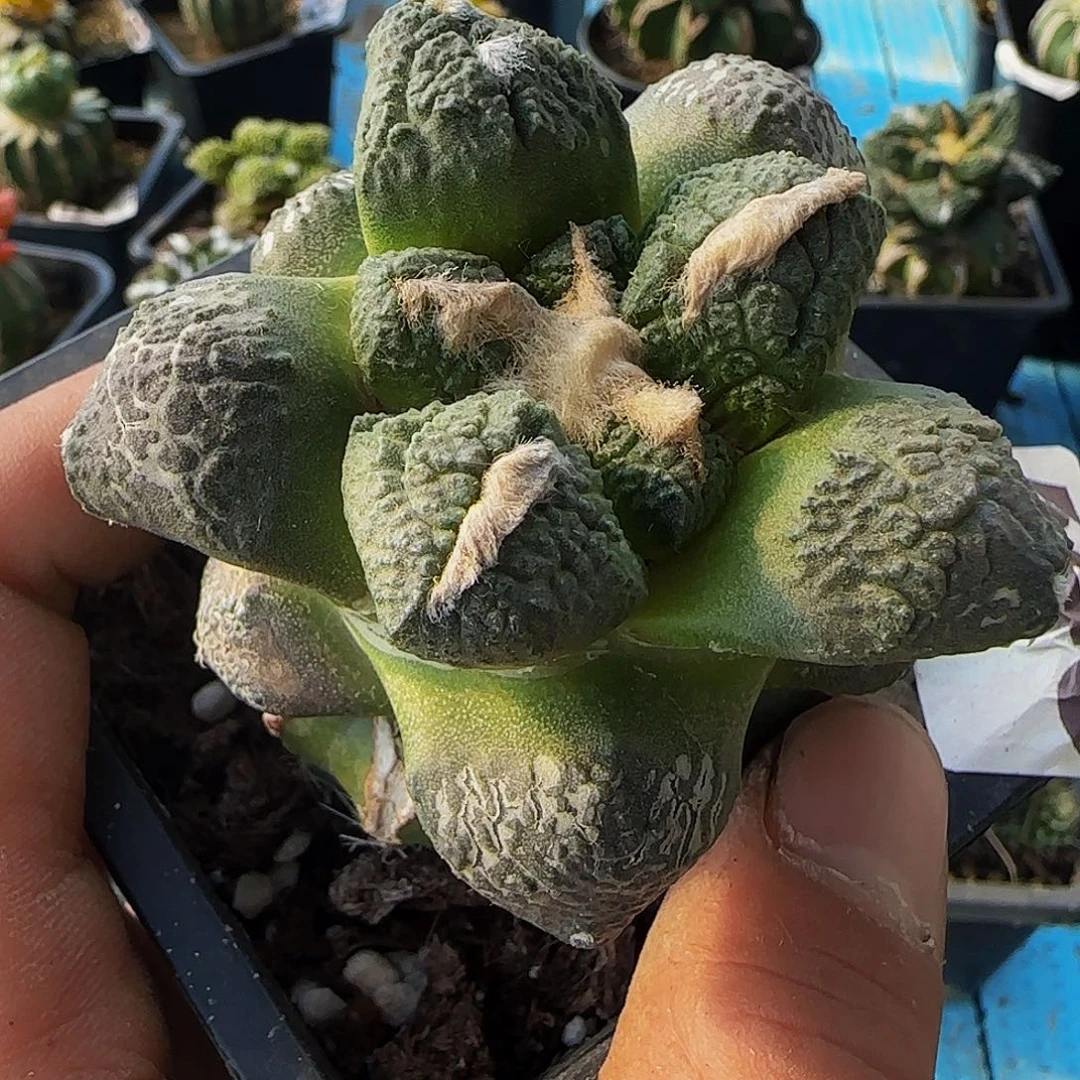 凡*大尤连山548仙人球