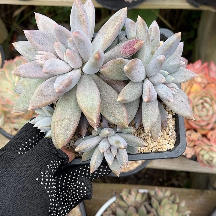 多肉植物一物一拍