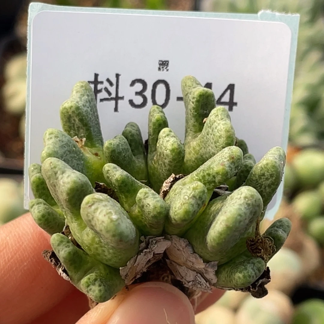 30-44鹿角斑马多肉植物