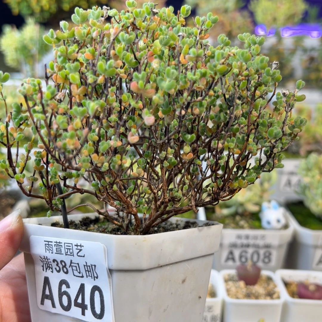 26-640枝干番杏多肉莱斯小树型老桩2年一物一拍七方盆