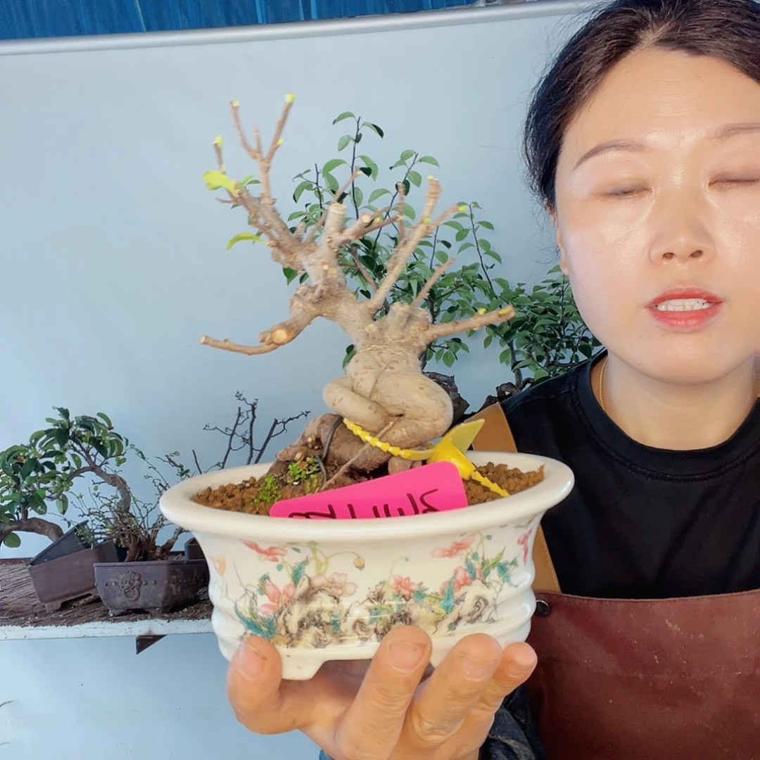无花朵百花150150