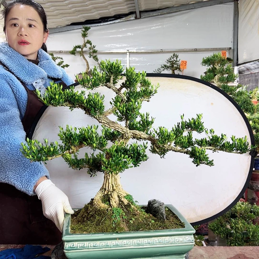 当前无花朵，栽培后可花朵