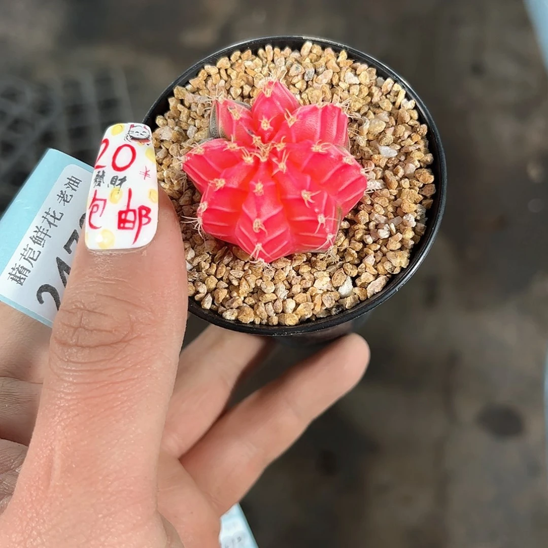 24797一物一拍单头发货