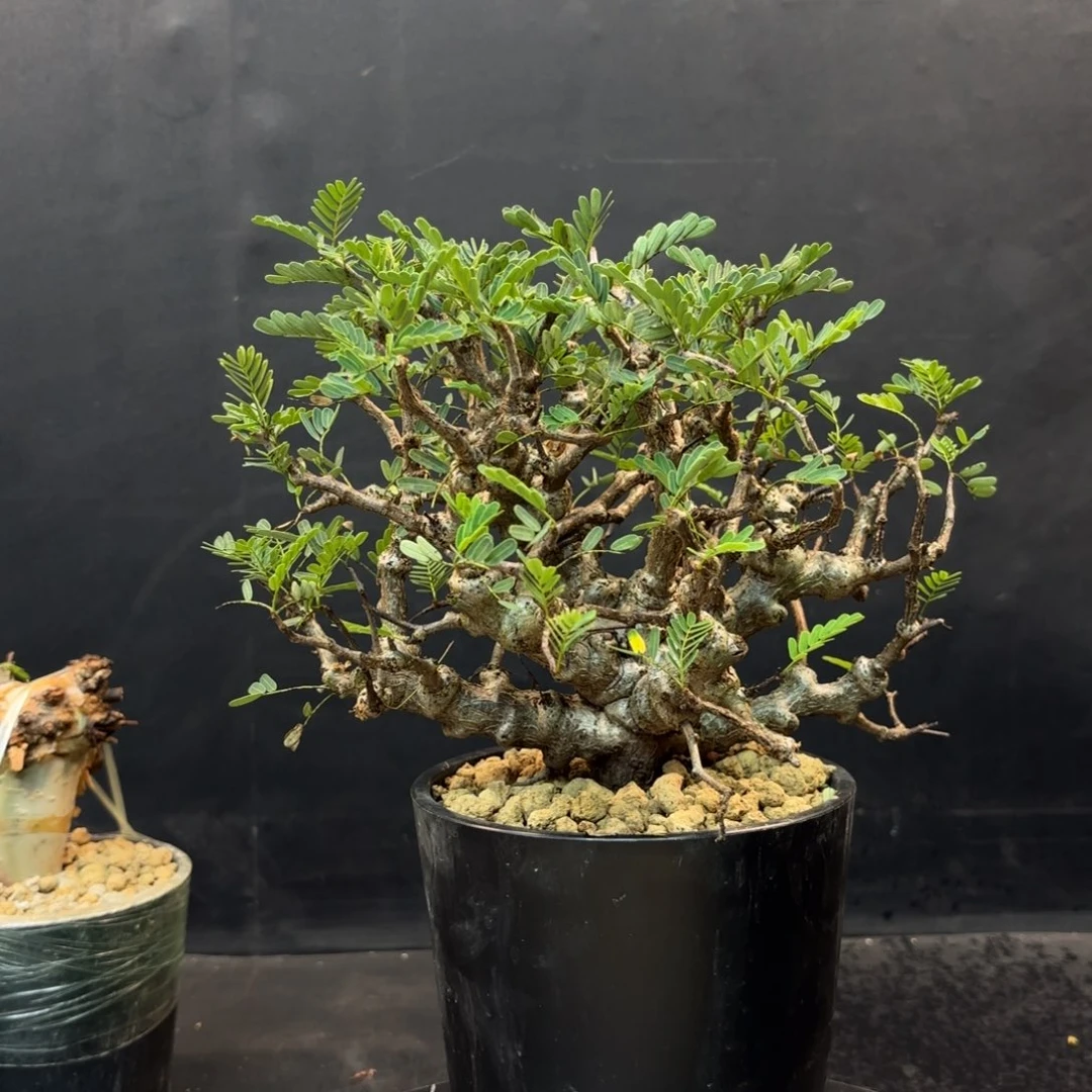 沙漠苏木带盆发货