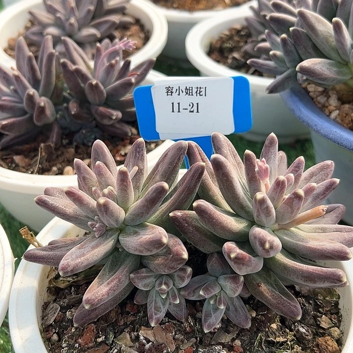 11.21紫体乌拉带盆一个