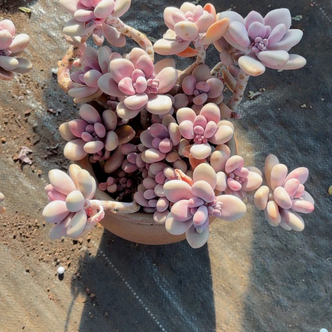 木*人桃蛋17-44。