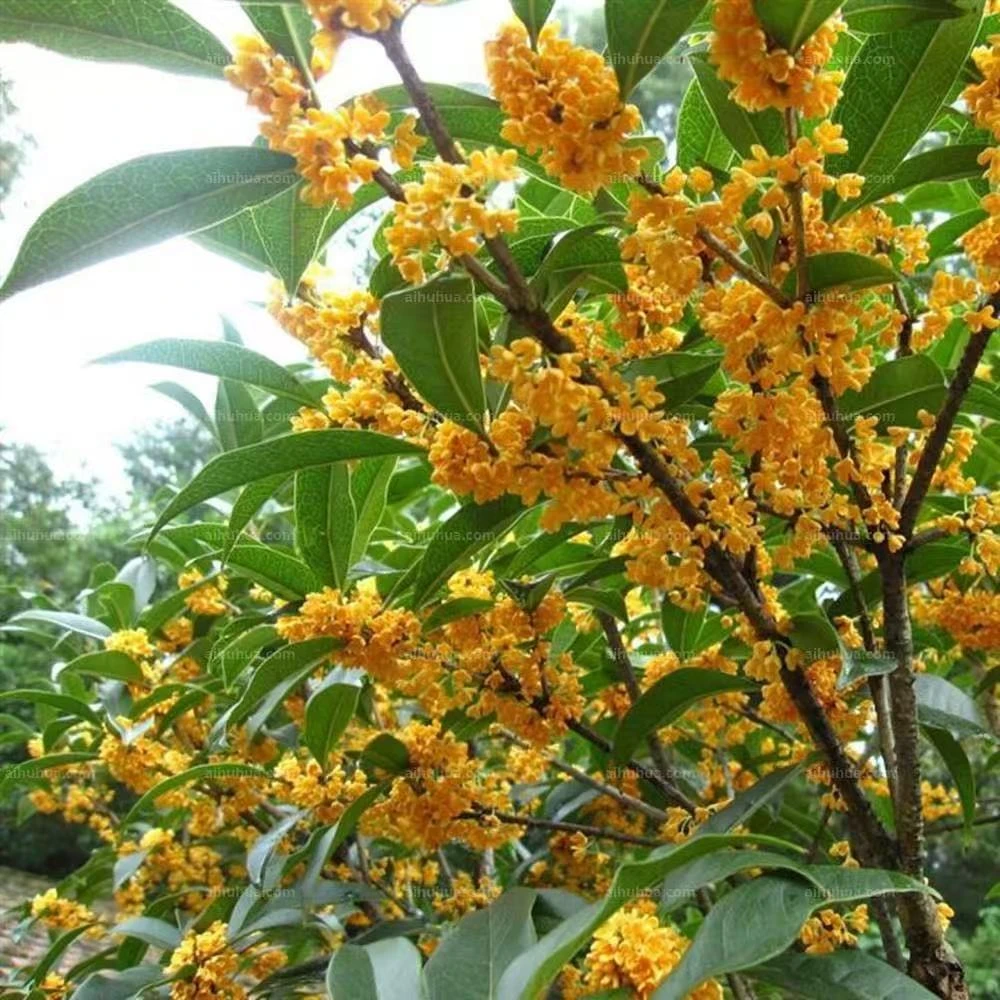 北方桂花一物一拍