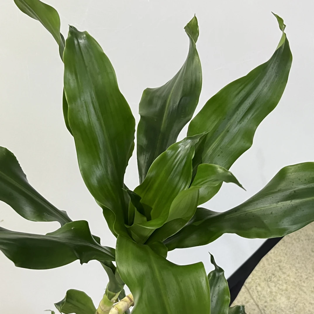 螺纹铁大型绿植室内落地四季常青真绿植盆景