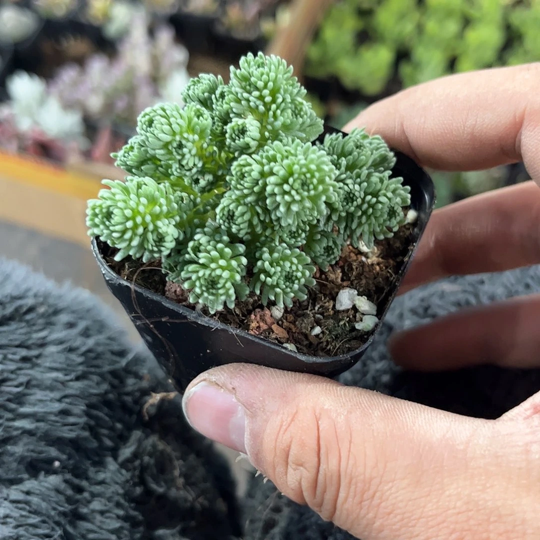 球松群生有根发货有根
