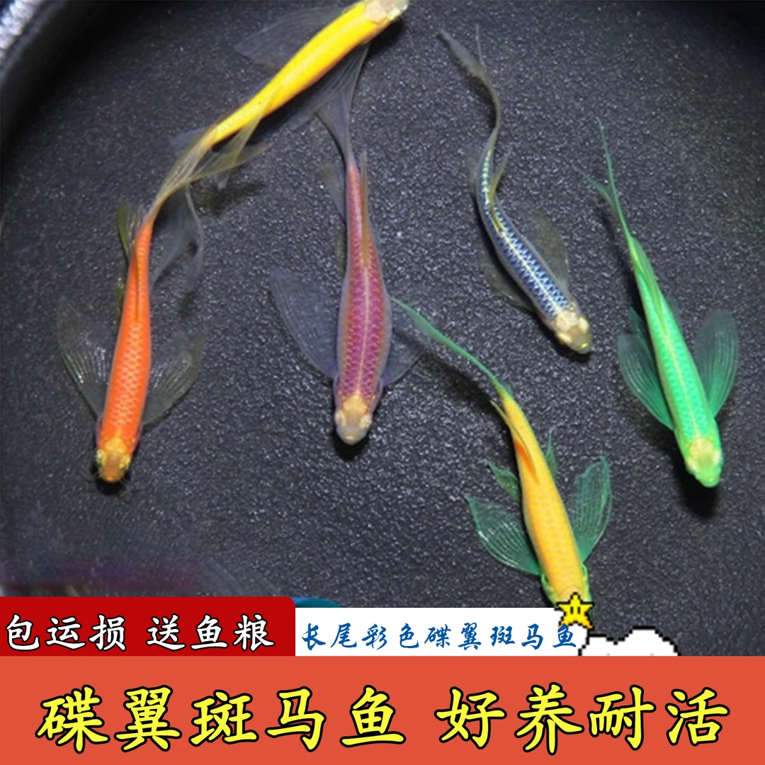 蝶翼斑马鱼大帆长尾淡水好养耐活群游小型无需打氧冷水热带观赏鱼
