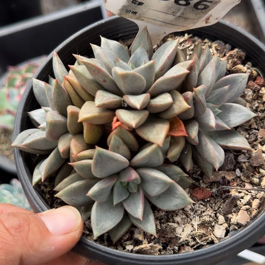 琅琊惊鸿一物一拍包装收缩花旱586