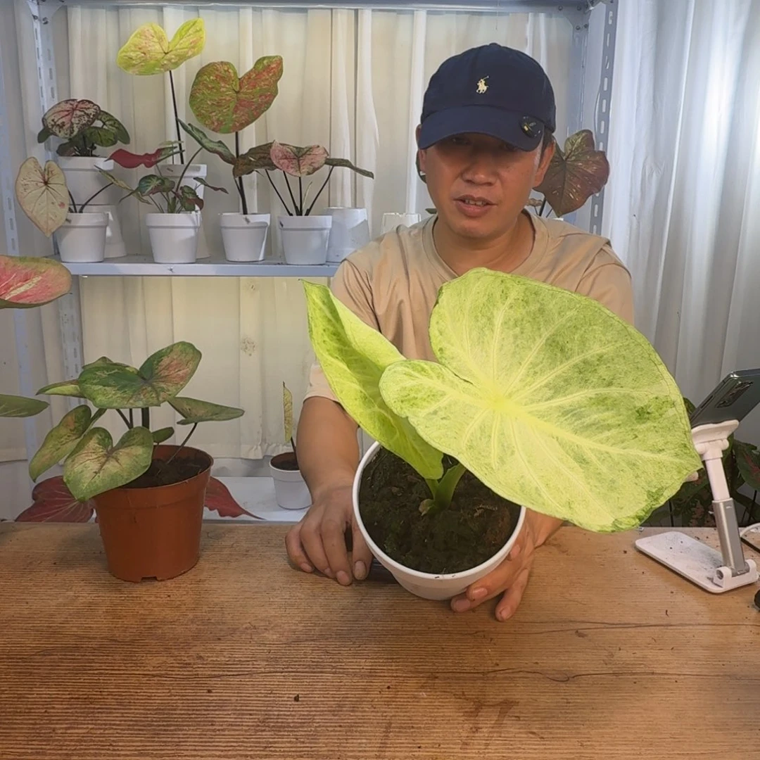 无花朵绿包菜    1057