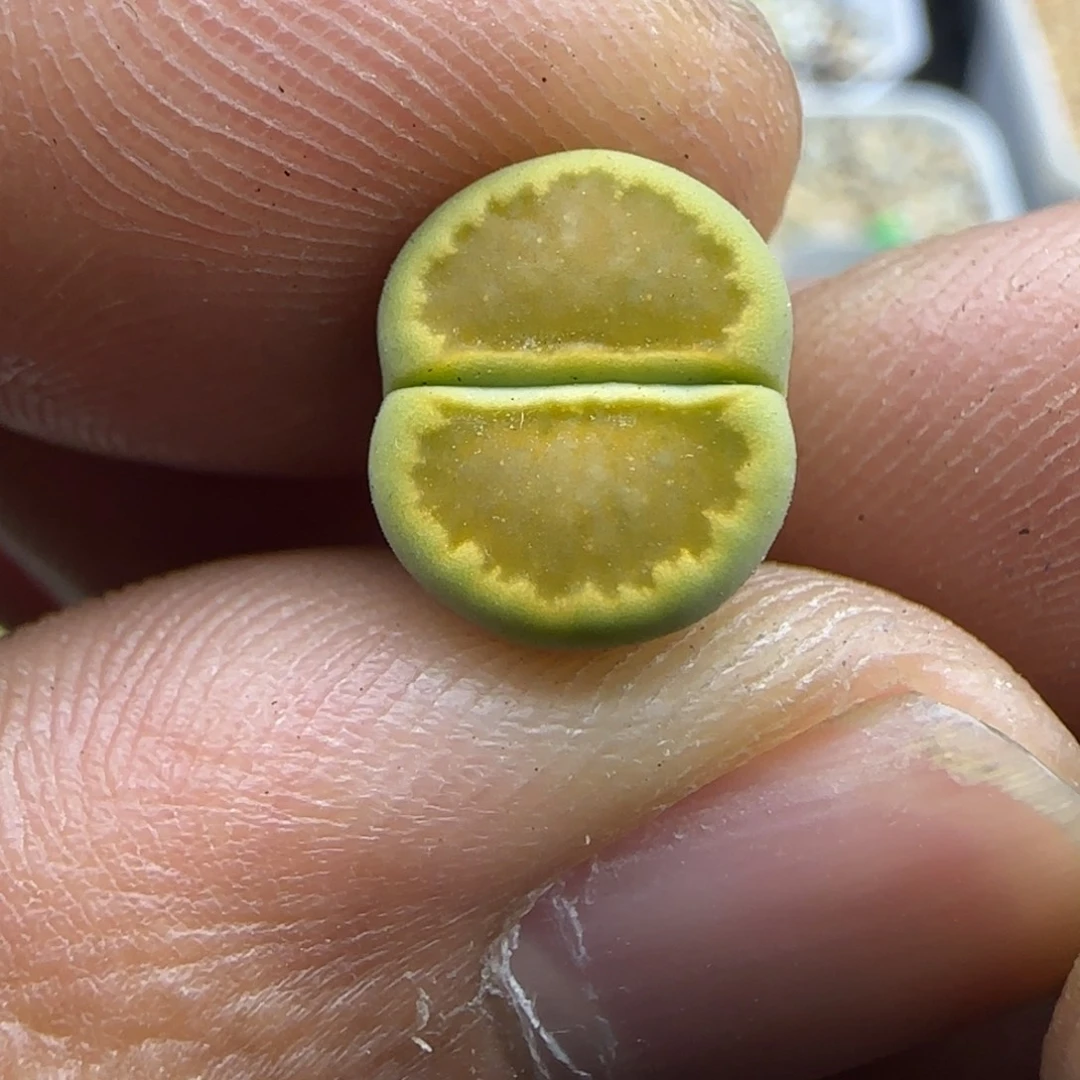 204 生石花大棚直播
