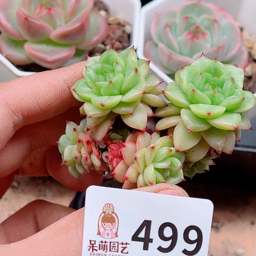 听**酌多肉植物多肉植物