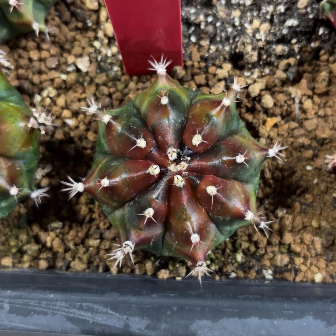 泰国米哈双杀701-1129