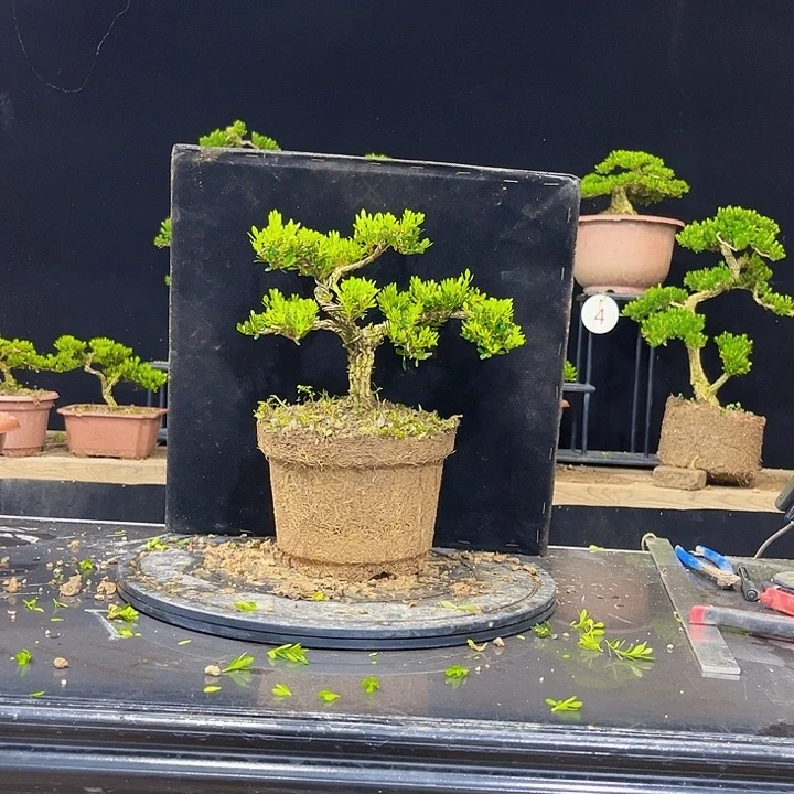 无花朵黄杨盆景四季常绿