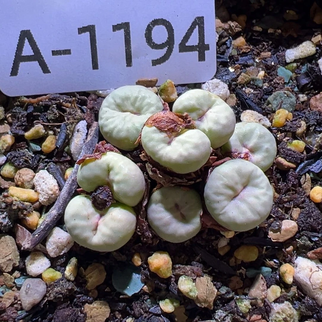 多肉植物1111111111111111