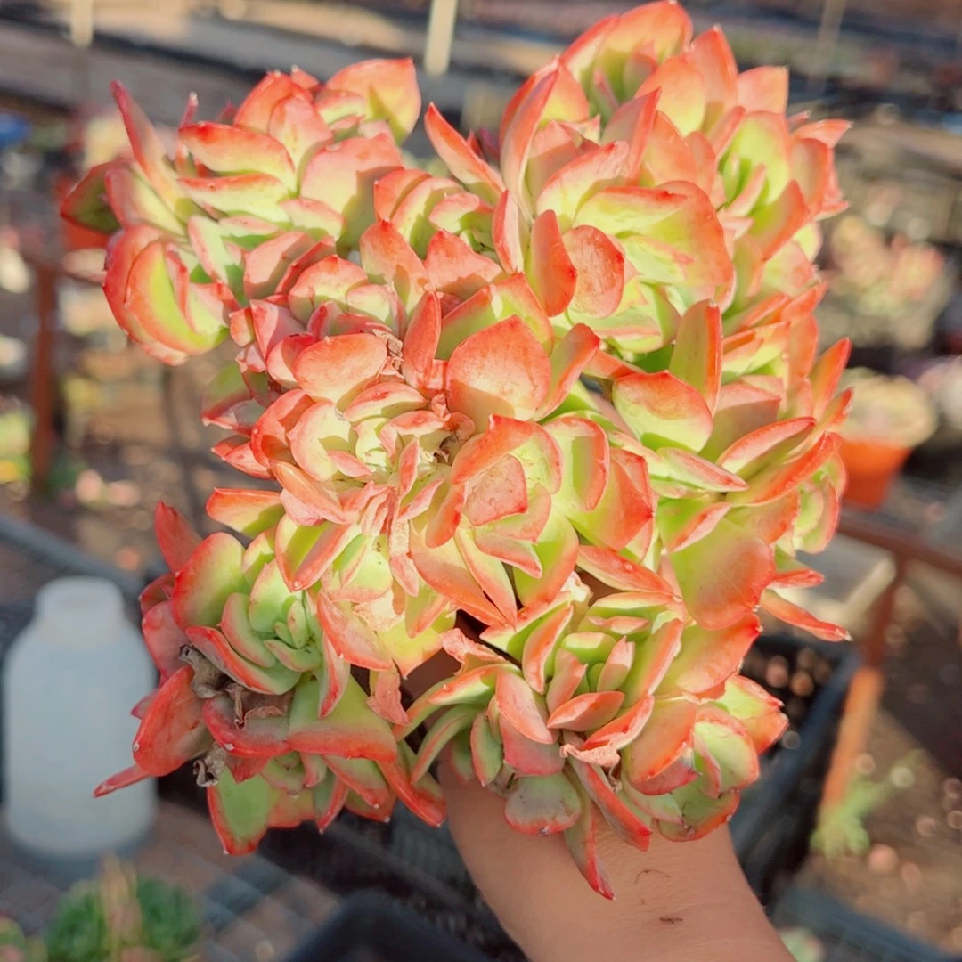 绮罗仙子朵朵缀化