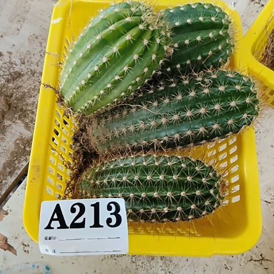 当前无花栽培后可以开花a213