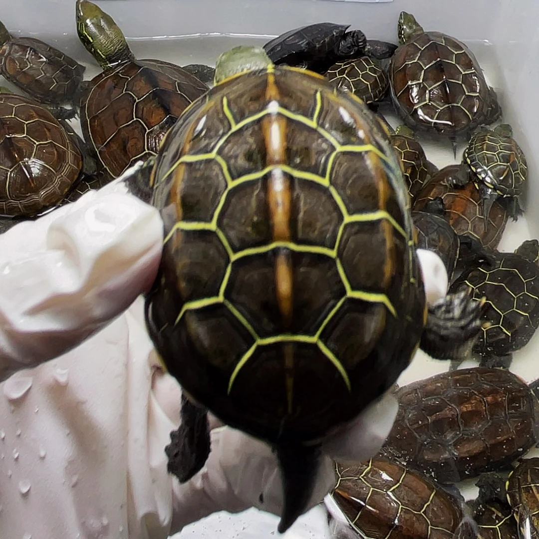 铁***李中华草龟公母搭配2238566