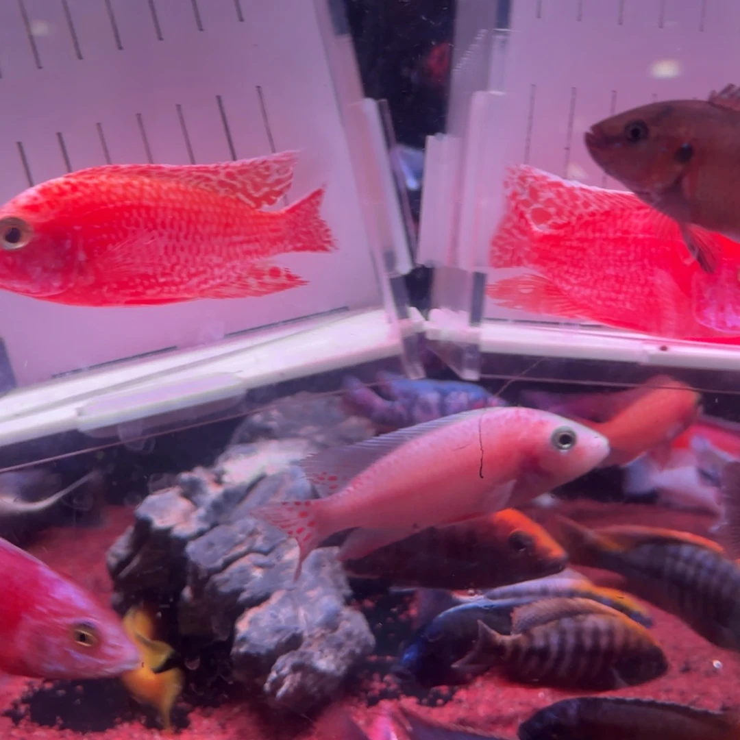 幸***远慈鲷鱼直播2号龙血2条