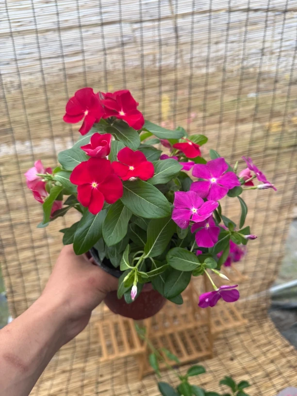 天天开盆栽四季开花带花苞适合客厅阳台种植耐热花卉