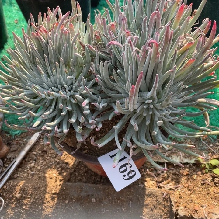 169号爱杜丽丝多肉植物